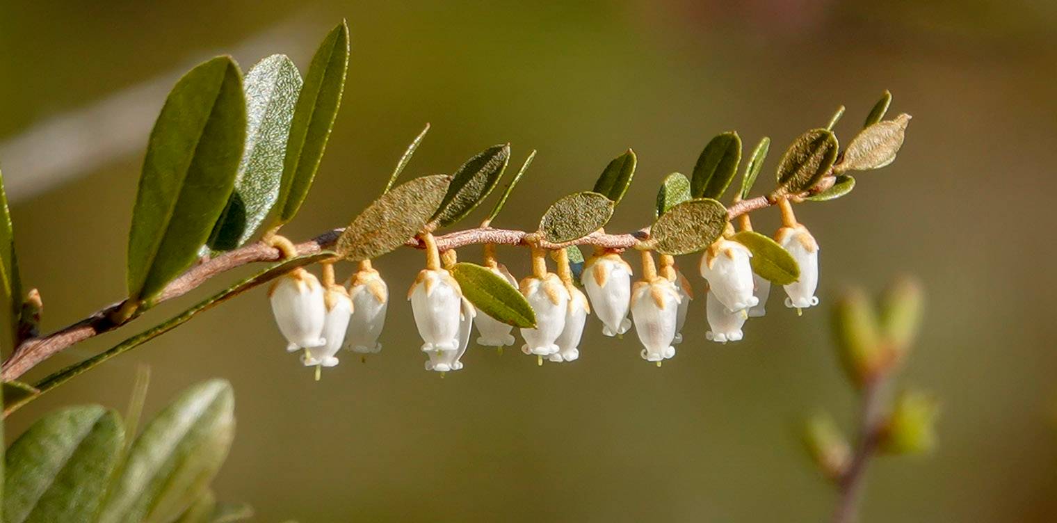 Chamaedaphne (calyculata)